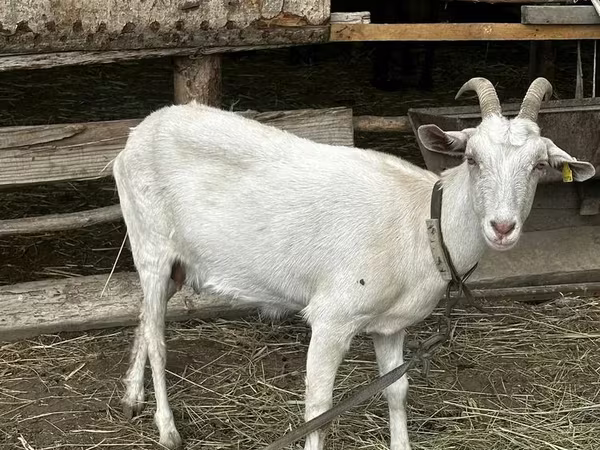 عنزة, Saanen goat