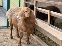 Ram, Arashan sheep — photo 2