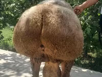 كبش, Arashan sheep — الصورة 5