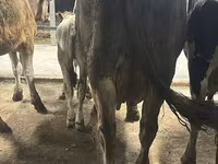 母牛, Ukrainian Brown Dairy Cattle — 照片 4