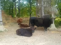 Toro, Highland — foto 8
