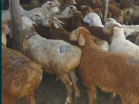 كبش, الأغنام — الصورة 7