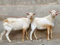 عنزة, Saanen goat — الصورة 4