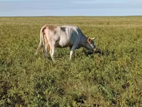 गाय, Simmental cattle — फ़ोटो 2