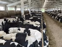 母牛, Yaroslavl cattle — 照片 3
