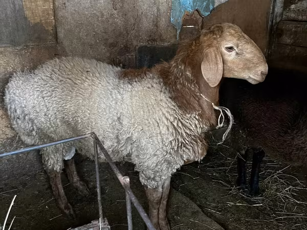 كبش, Rhon sheep