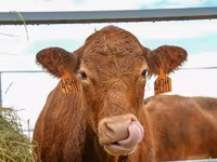 母牛, Holstein breed — 照片 1