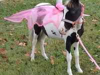 Mare, Miniature horse — photo 4