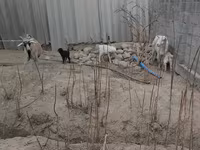 Cabra, Cabras — foto 4