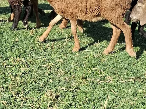 Sheep (batch, sex not specified), Sheep