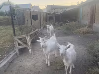 Козёл, Русская белая коза — фото 6