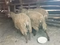 Ram, Sheep — photo 3