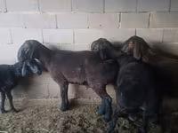 Widder, Hissar sheep — Foto 5