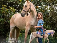 Mare, Palomino — photo 1