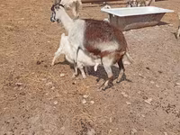 Cabro, Saanen goat — foto 8