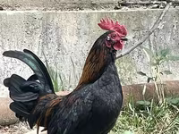 Japanisches Bantam — Foto 3