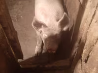 Säue, Schweine — Foto 1