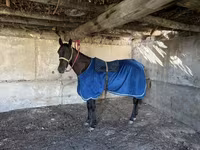 Hengst, Thoroughbred horse — Foto 1