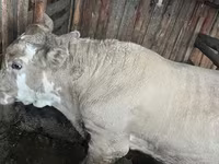 Bulle, Simmental cattle — Foto 1