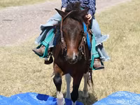 Horse (M), Pinto horses — photo 5