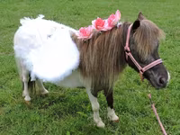 Mare, Miniature horse — photo 7