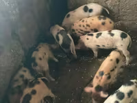 Boar, Pigs — photo 6
