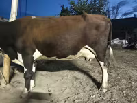 بقرة, Latvian Blue cattle — الصورة 2