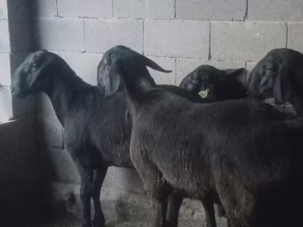 Widder, Hissar sheep