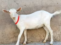 عنزة, Saanen goat — الصورة 3