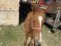 Hengst, Chilean horse — Foto 2