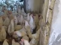 Leghorn — Foto 7