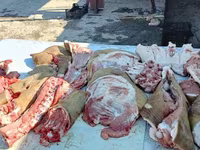 Carnero, Ovejas — foto 8