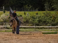 公马, Horses — 照片 6