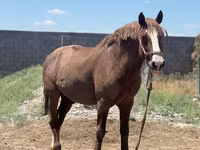 Caballo, Kazakh horse — foto 2