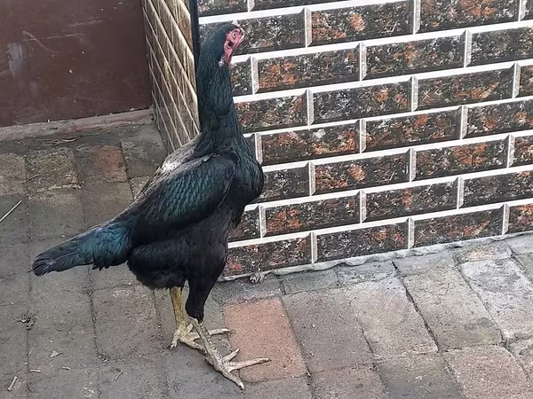Chickens