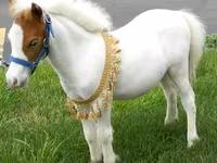 Hengst, Miniature horse — Foto 3