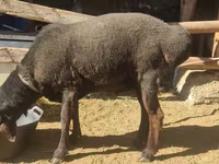 मेढ़ा, Blackheaded Persian sheep — फ़ोटो 1