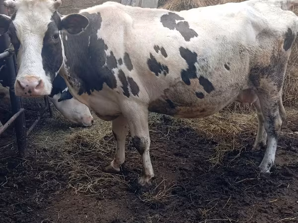 Cattle (batch, sex not specified), Russian Black pied cattle