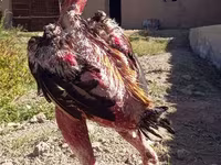 Chickens — Foto 1