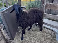 كبش, Hissar sheep — الصورة 6