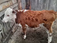 ثور, Simmental cattle — الصورة 1
