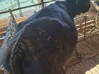 Cow, Latvian Blue cattle — photo 3