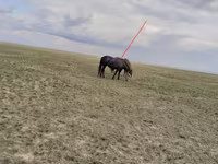 घोड़ी, Horse breed — फ़ोटो 2