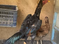 Modern Game — Foto 3