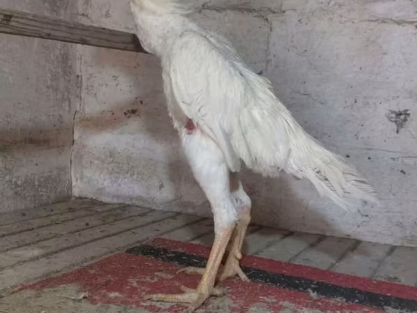 Chickens