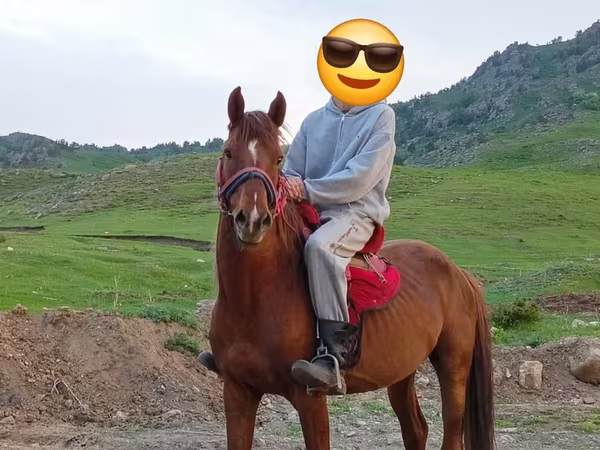 Caballo, Anglo-Arabian