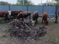 सांड, Simmental cattle — फ़ोटो 3