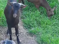 Ziege, Irish goat — Foto 3