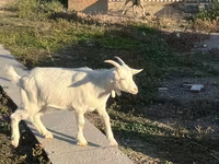 عنزة, Saanen goat — الصورة 6