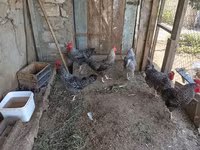 Chickens — photo 1
